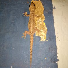 Hemidactylus frenatus