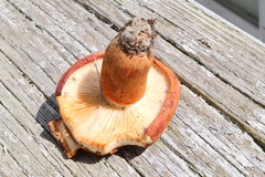 Tricholoma aurantium