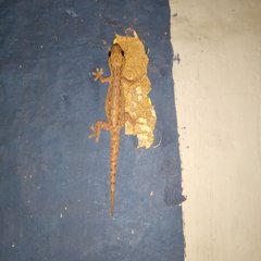 Hemidactylus frenatus