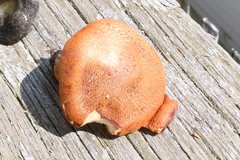 Tricholoma aurantium