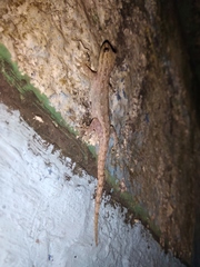 Hemidactylus frenatus