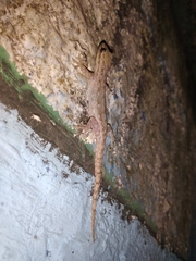 Hemidactylus frenatus