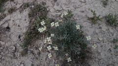Nerisyrenia gracilis