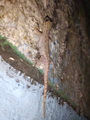 Hemidactylus frenatus