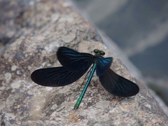 Calopteryx japonica