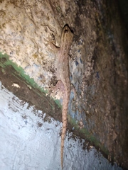 Hemidactylus frenatus