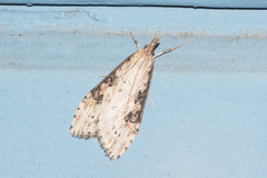Udea itysalis