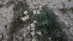 Nerisyrenia gracilis