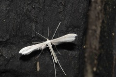 Pterophorus