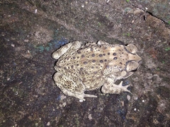 Duttaphrynus melanostictus