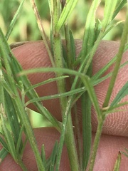 Epilobium leptophyllum