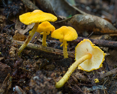 Cystolepiota luteohemisphaerica