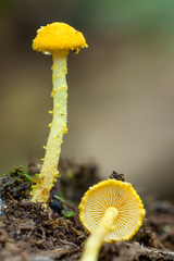Cystolepiota luteohemisphaerica