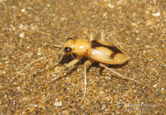 Phaeoxantha cruciata