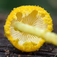 Cystolepiota luteohemisphaerica