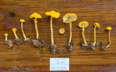 Cystolepiota luteohemisphaerica