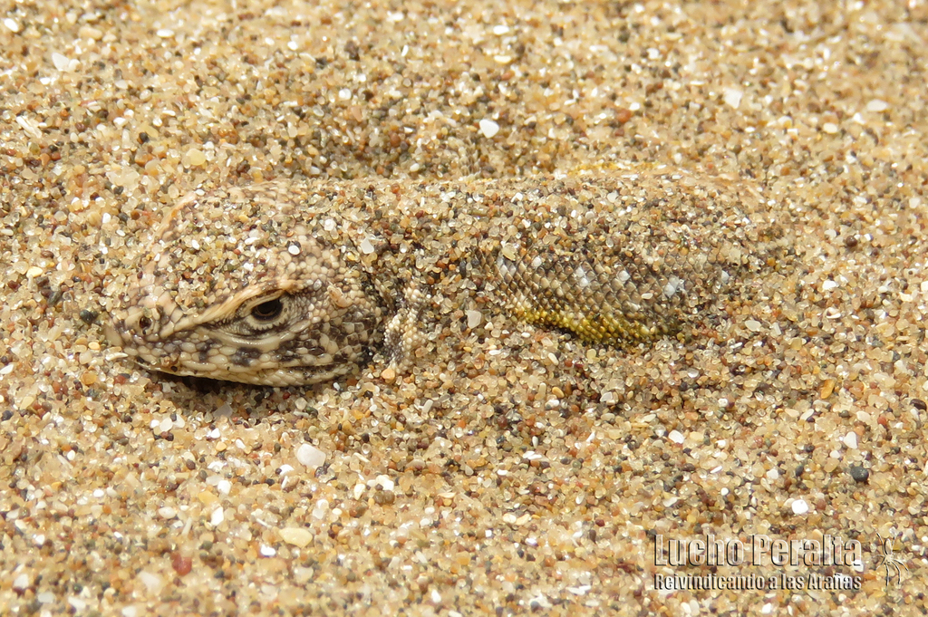 Many-Spotted Tree Iguana