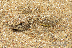 Liolaemus multimaculatus