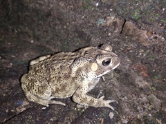 Duttaphrynus melanostictus