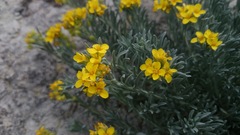 Physaria argyraea