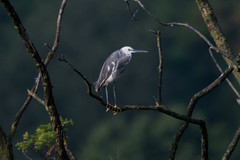 Egretta garzetta × gularis