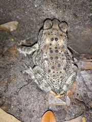 Duttaphrynus melanostictus