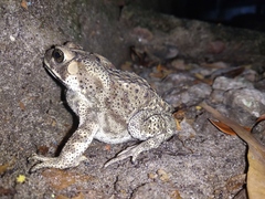 Duttaphrynus melanostictus
