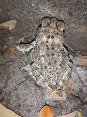 Duttaphrynus melanostictus