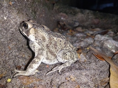 Duttaphrynus melanostictus