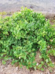 Capparis sandwichiana