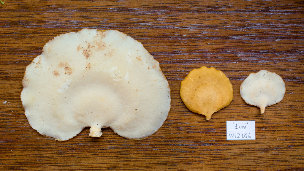 Favolus pseudogrammocephalus