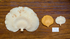 Favolus grammocephalus