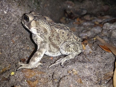 Duttaphrynus melanostictus