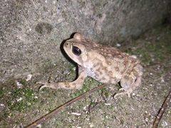 Duttaphrynus melanostictus
