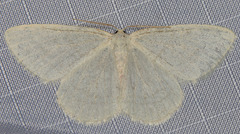 Protitame subalbaria