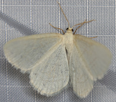 Protitame subalbaria