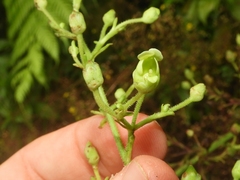 Scrophularia smithii image