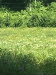 Eupatorium perfoliatum