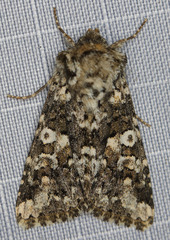 Hadena variolata