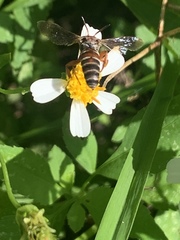 Triepeolus rufithorax