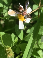 Triepeolus rufithorax