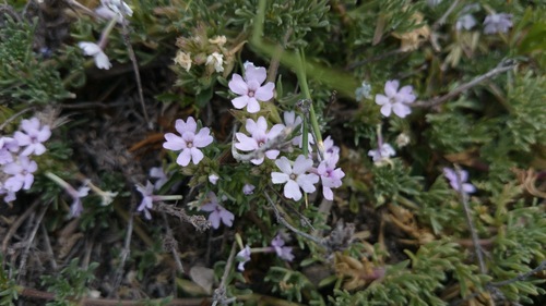 Glandularia alejandrana