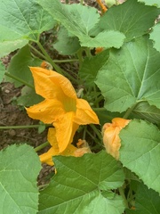 Cucurbita maxima