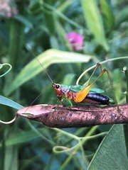 Conocephalus nigropleurum