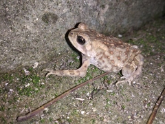 Duttaphrynus melanostictus