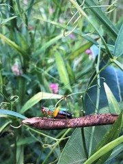 Conocephalus nigropleurum