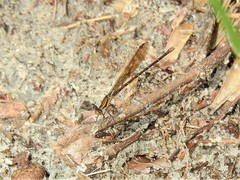 Argia sedula