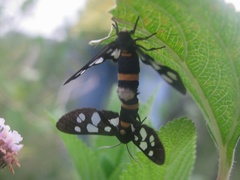 Amata sperbius