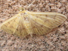 Patania chlorophanta