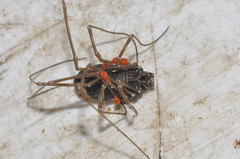 Platybunus pinetorum